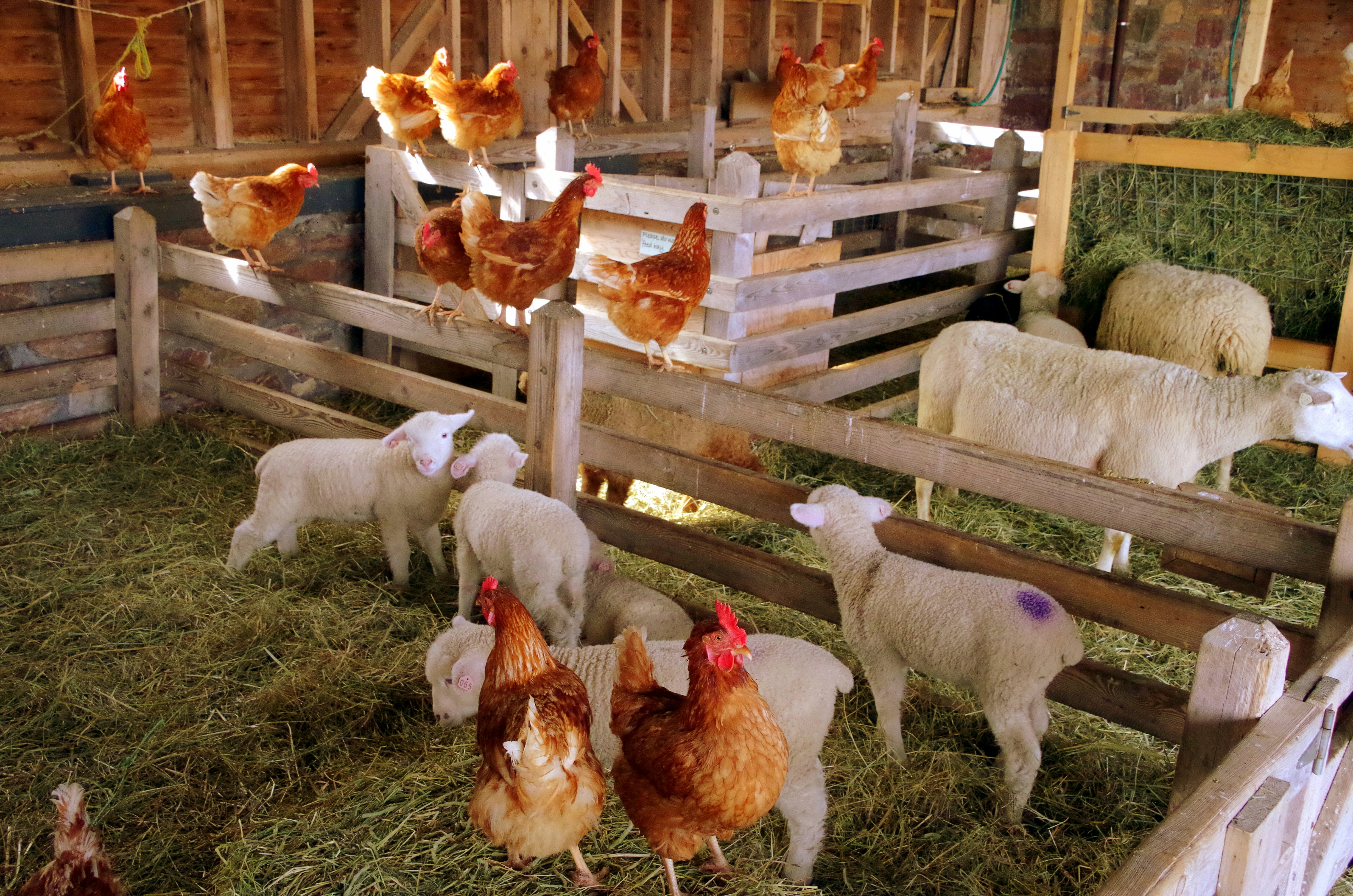 Why Spring Is a Great Time to Visit a Vermont Farm