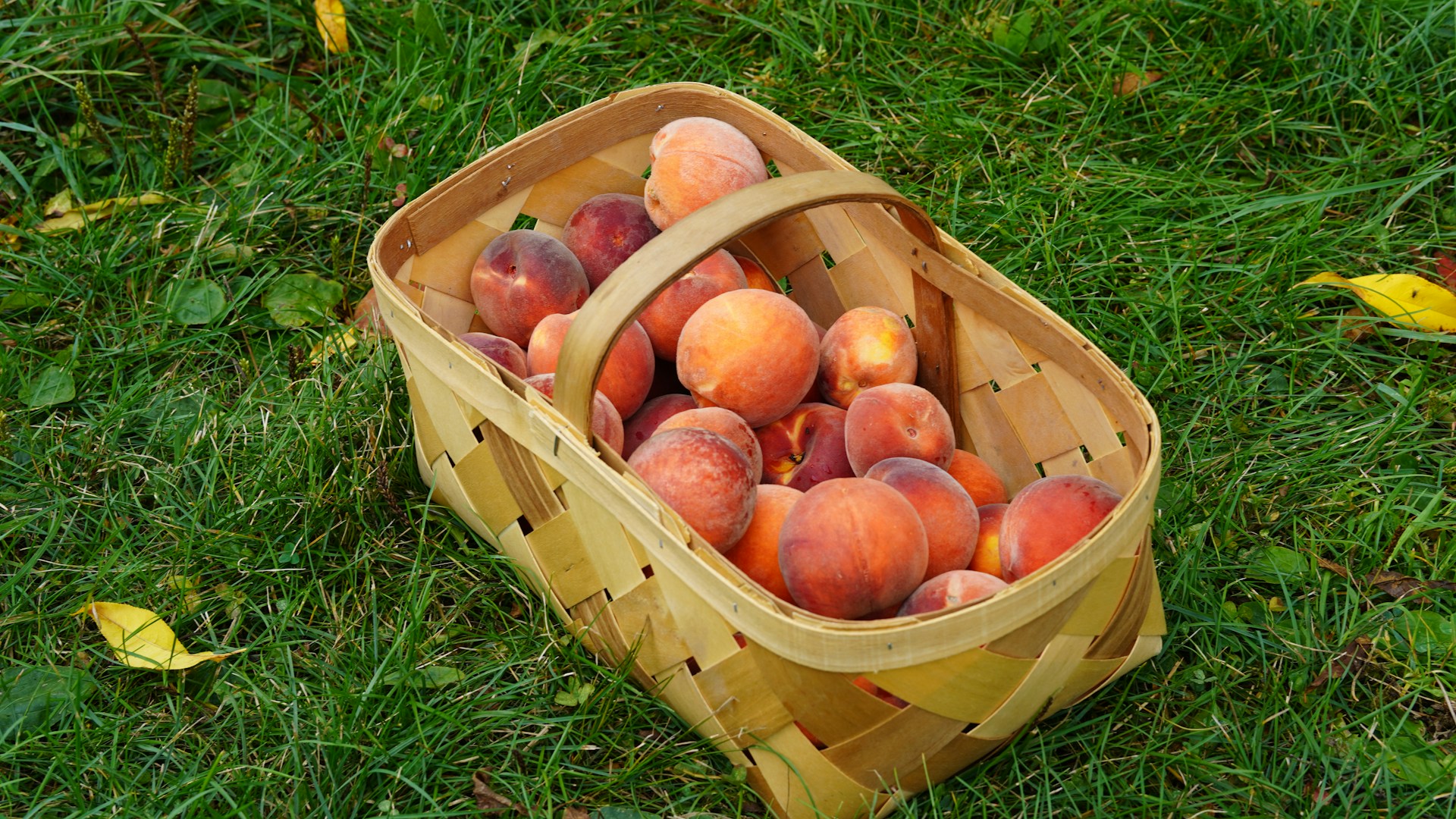 Peach Picking in Georgia: A Taste of the South Straight Off the Branch