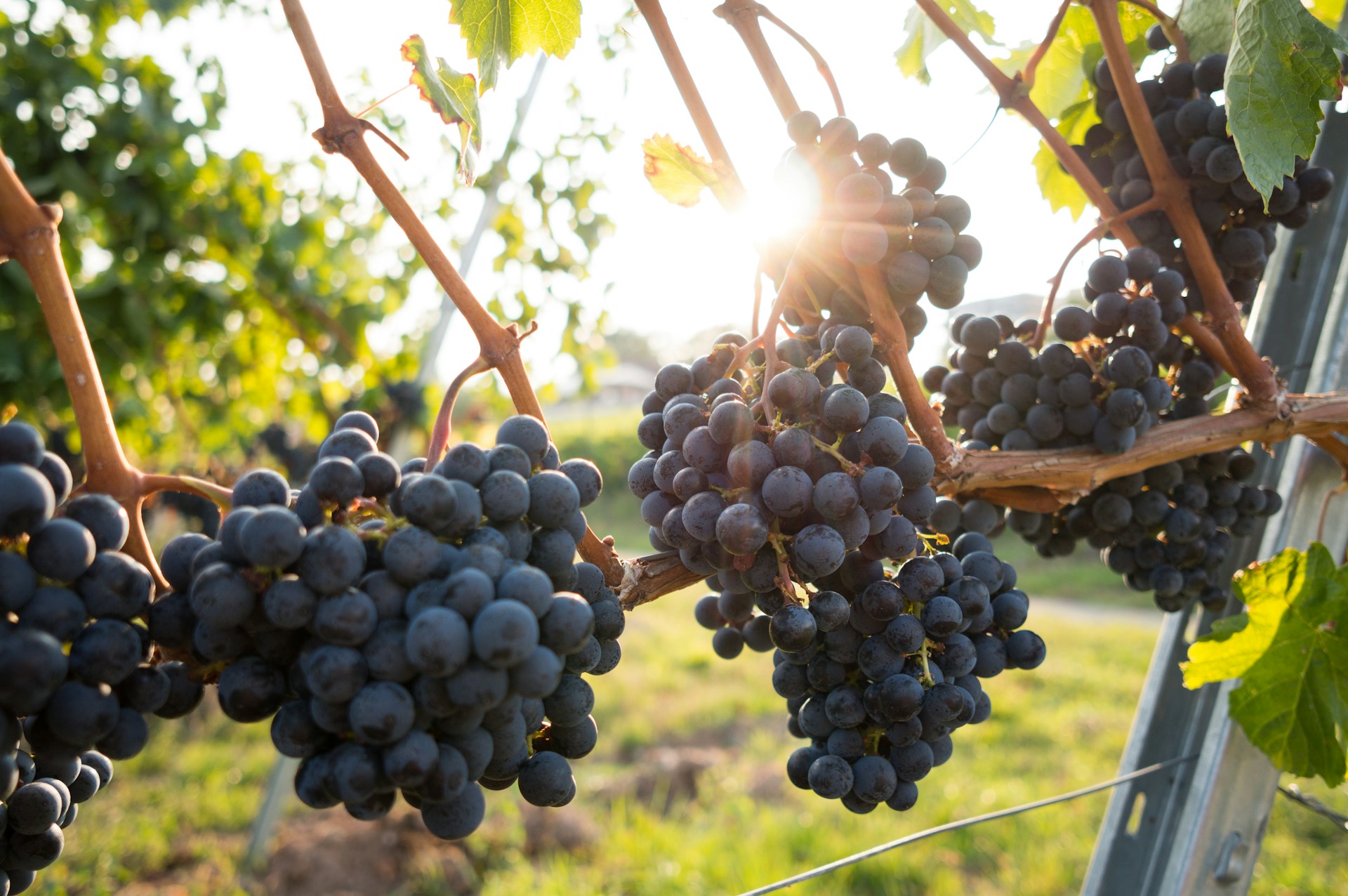 Muscadine Grapes in Georgia: Where to Pick the South's Favorite Native