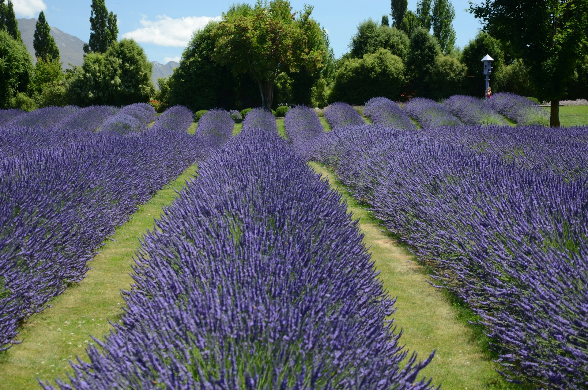 Maine Lavender Farms: Purple Fields Between the Pines and the Coast