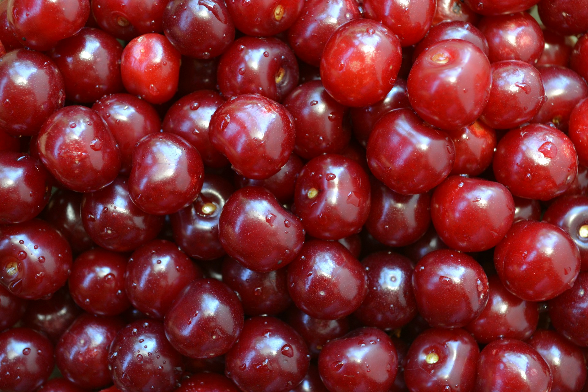 Spicer Orchards