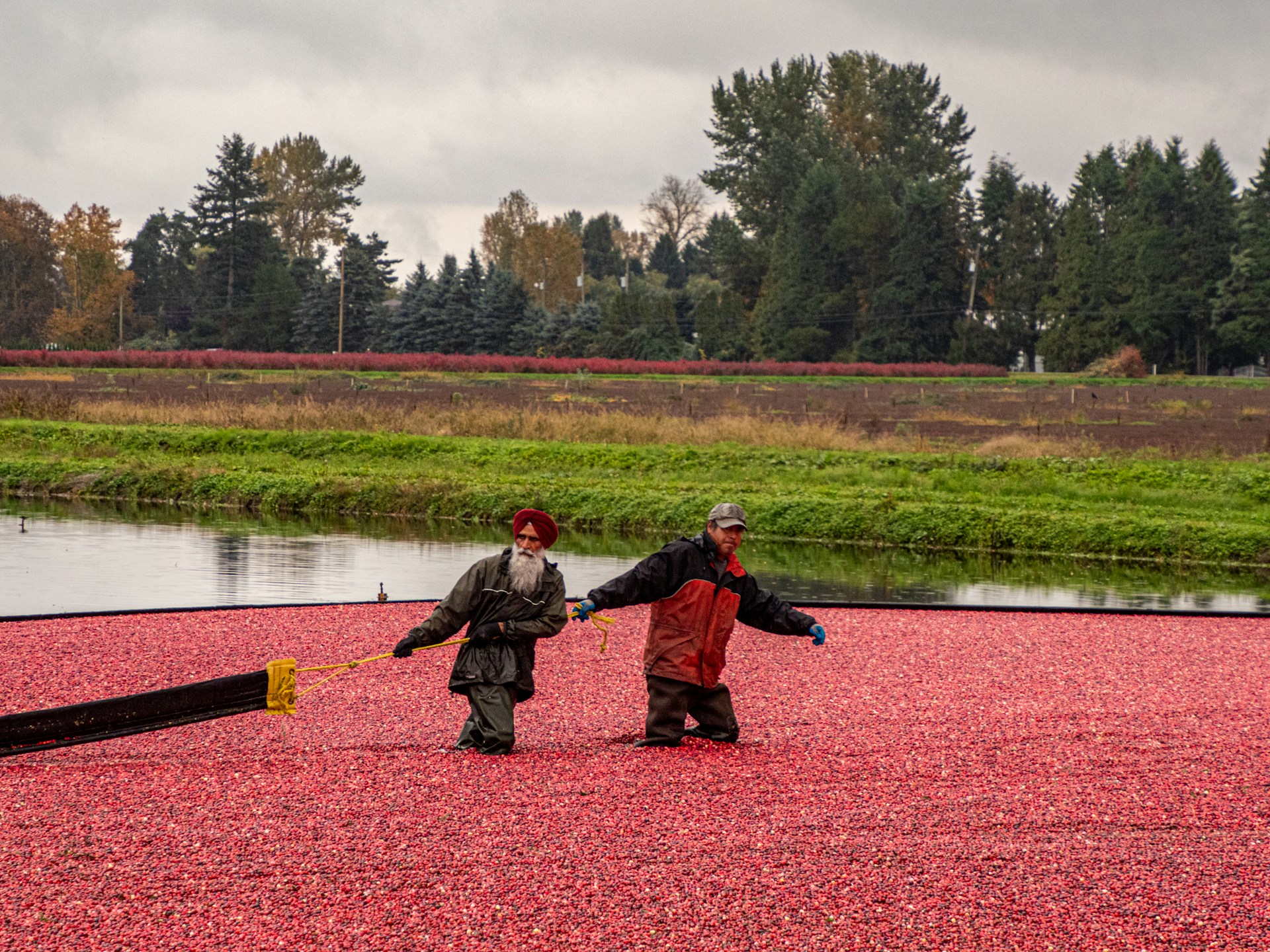 Lake Nokomis Cranberries