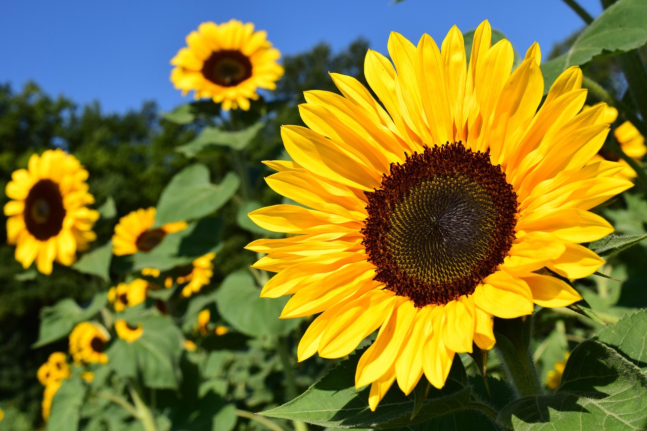 The Little Sunflower farm