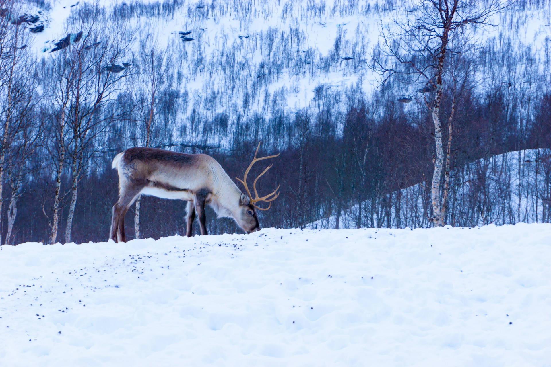 Running Reindeer Ranch