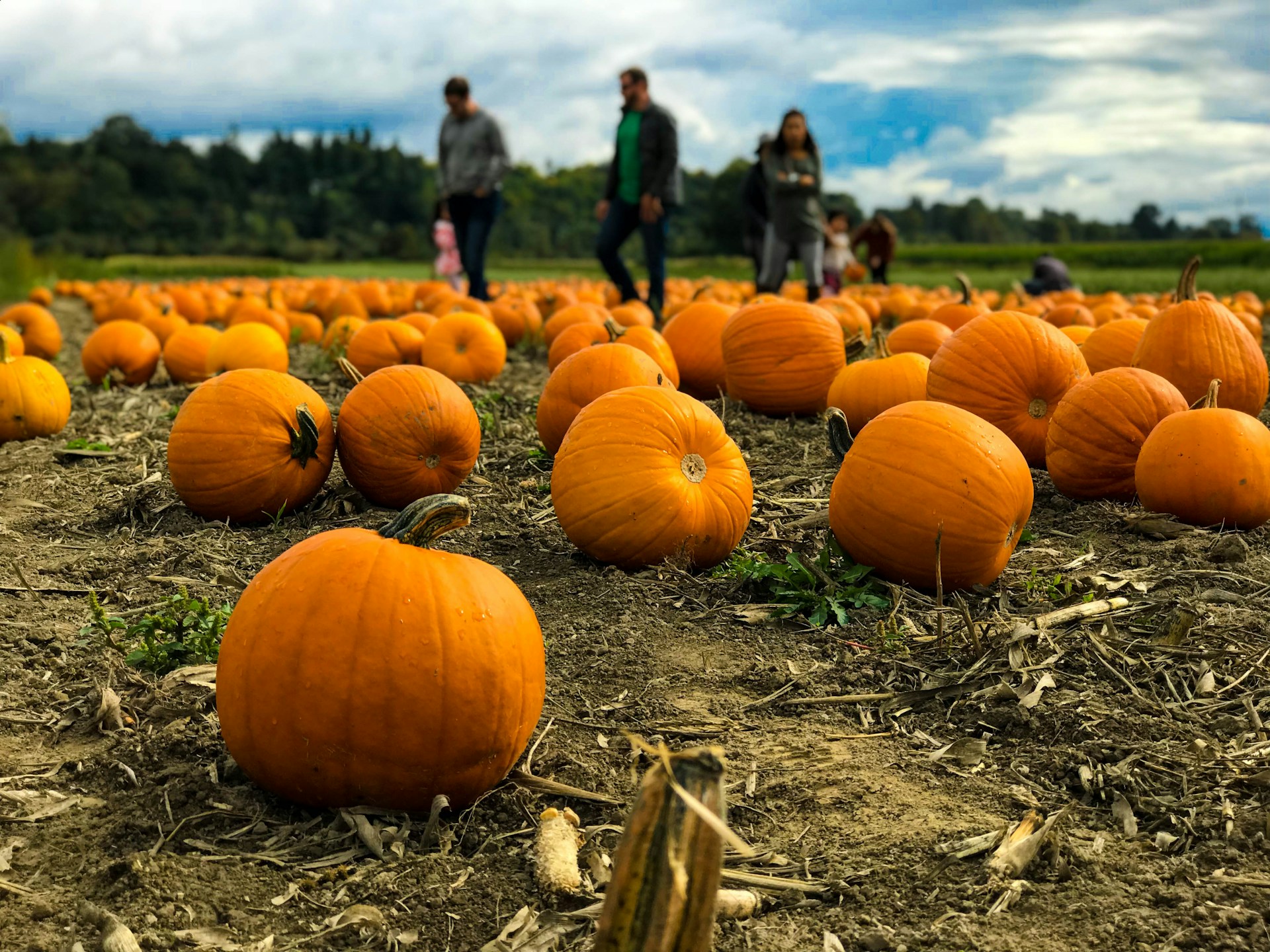 Gallagher's Corn Maze and Pumpkin Patch