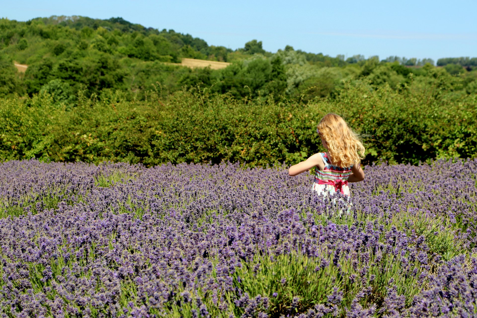 Glendarragh Farm Lavender