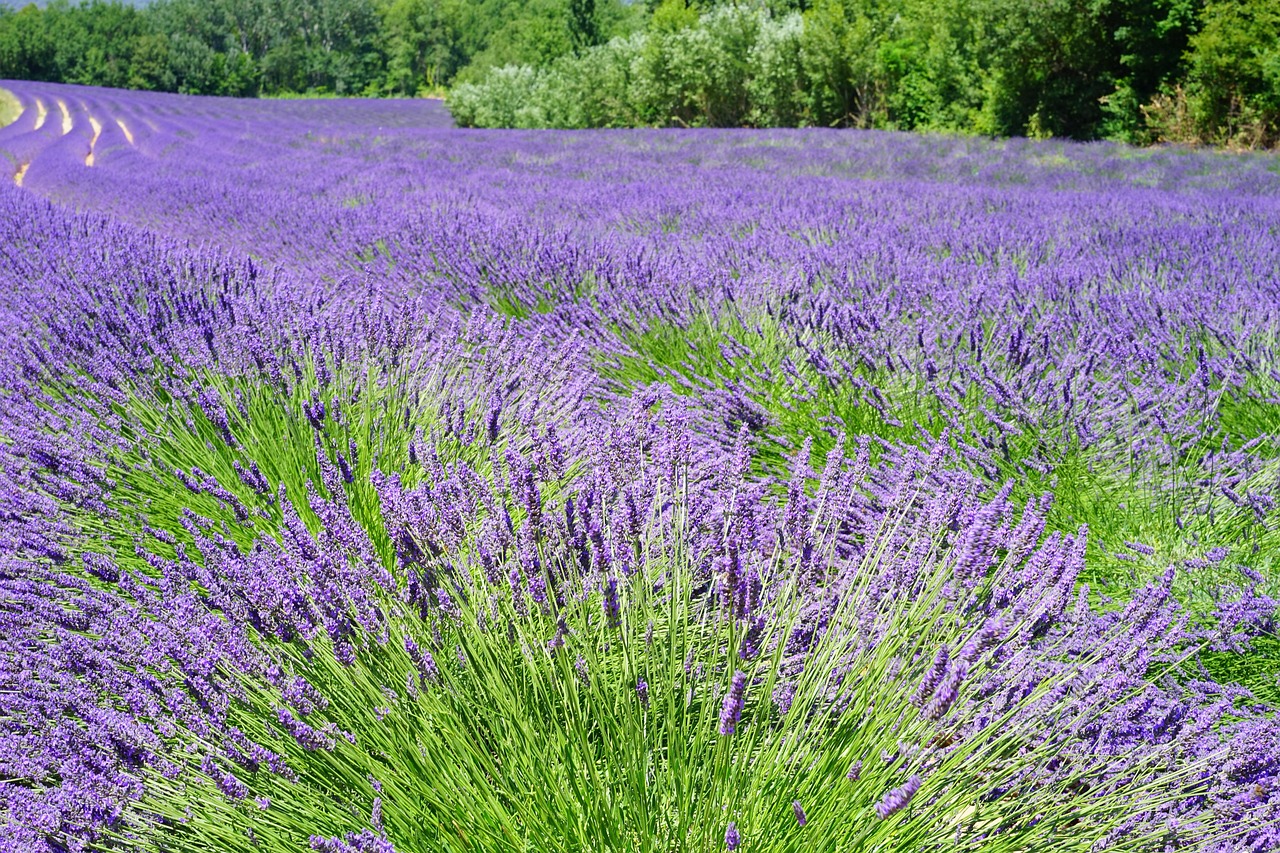 Happy Day Farm