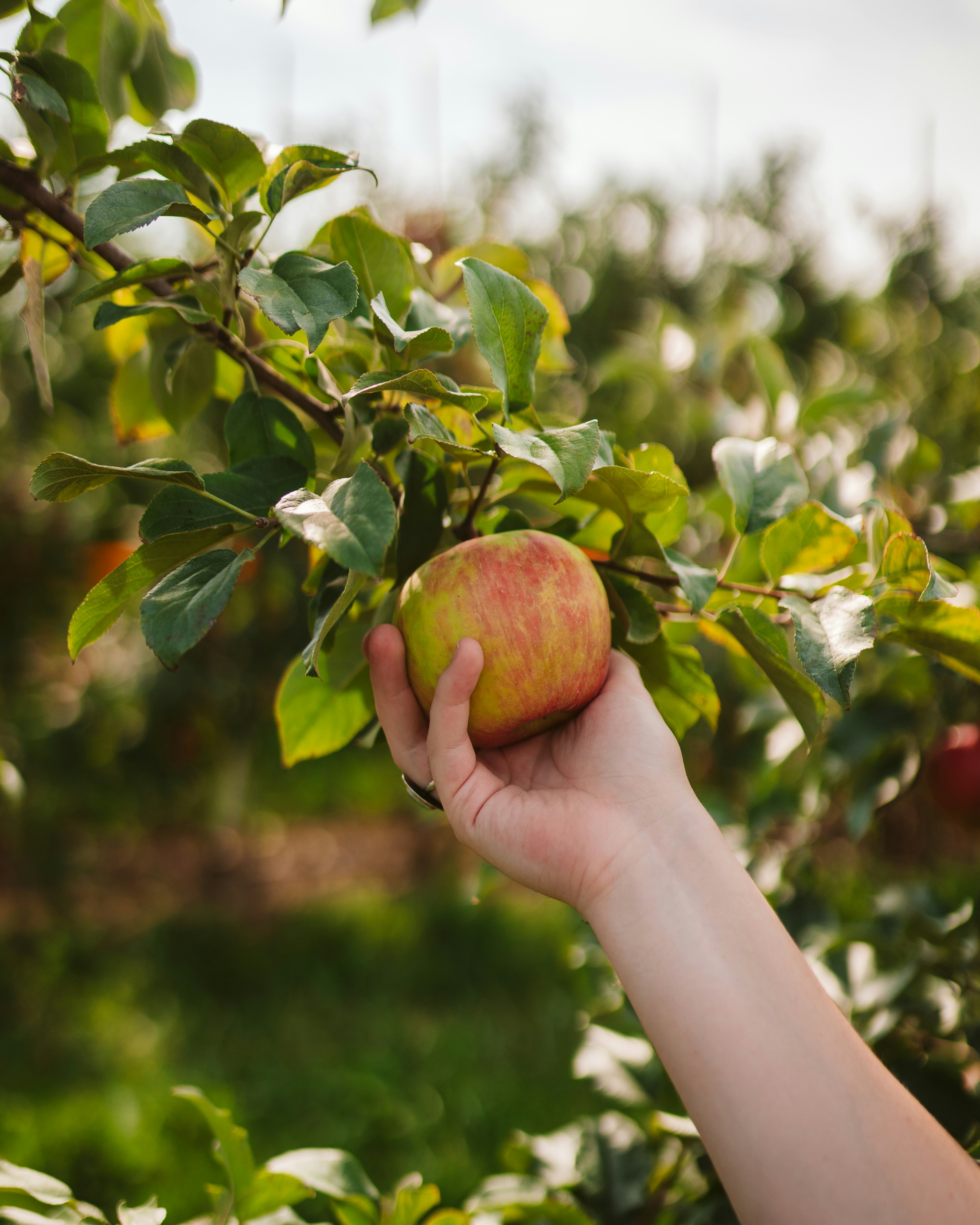 Rocky Ridge Orchard