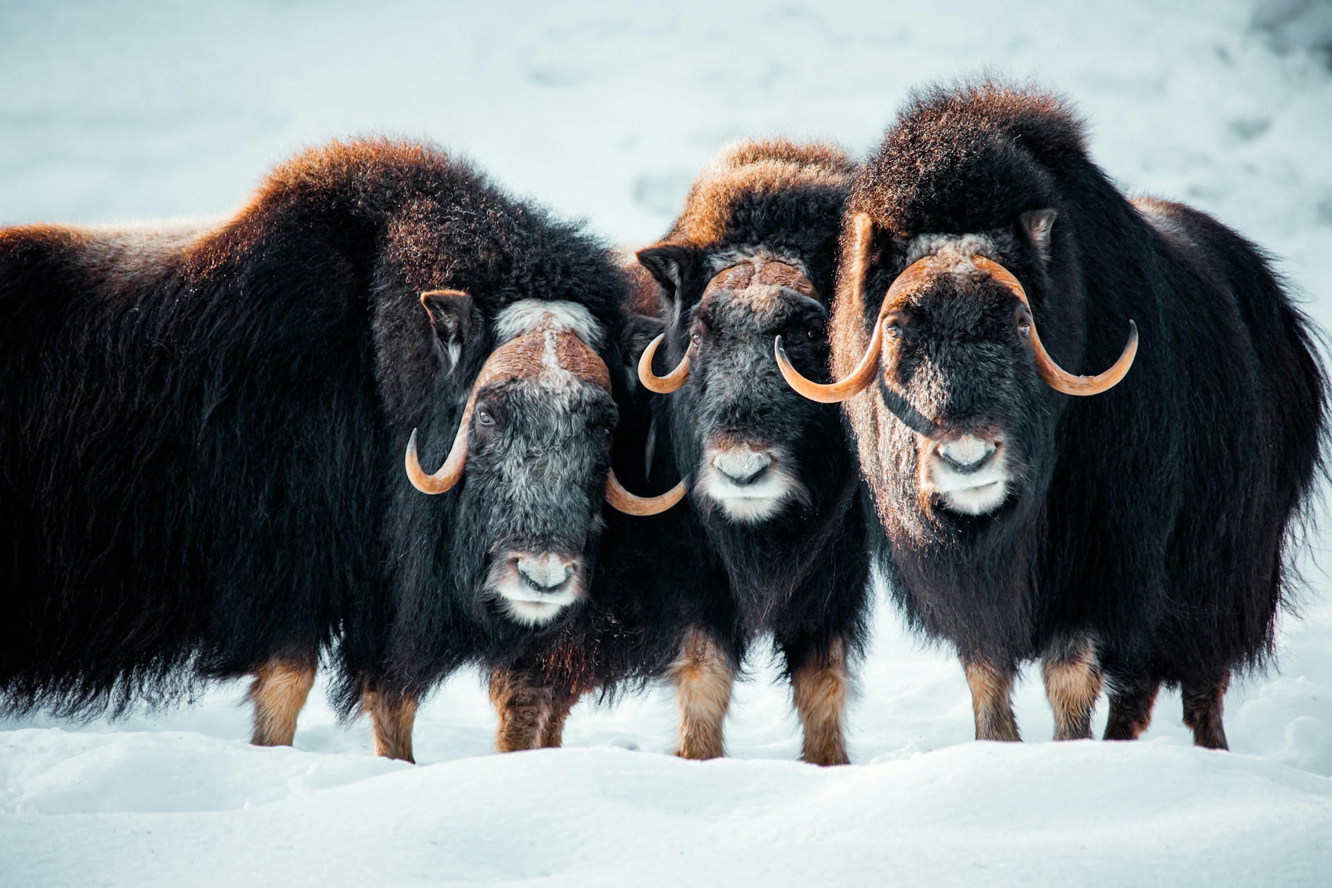 The Musk Ox Farm