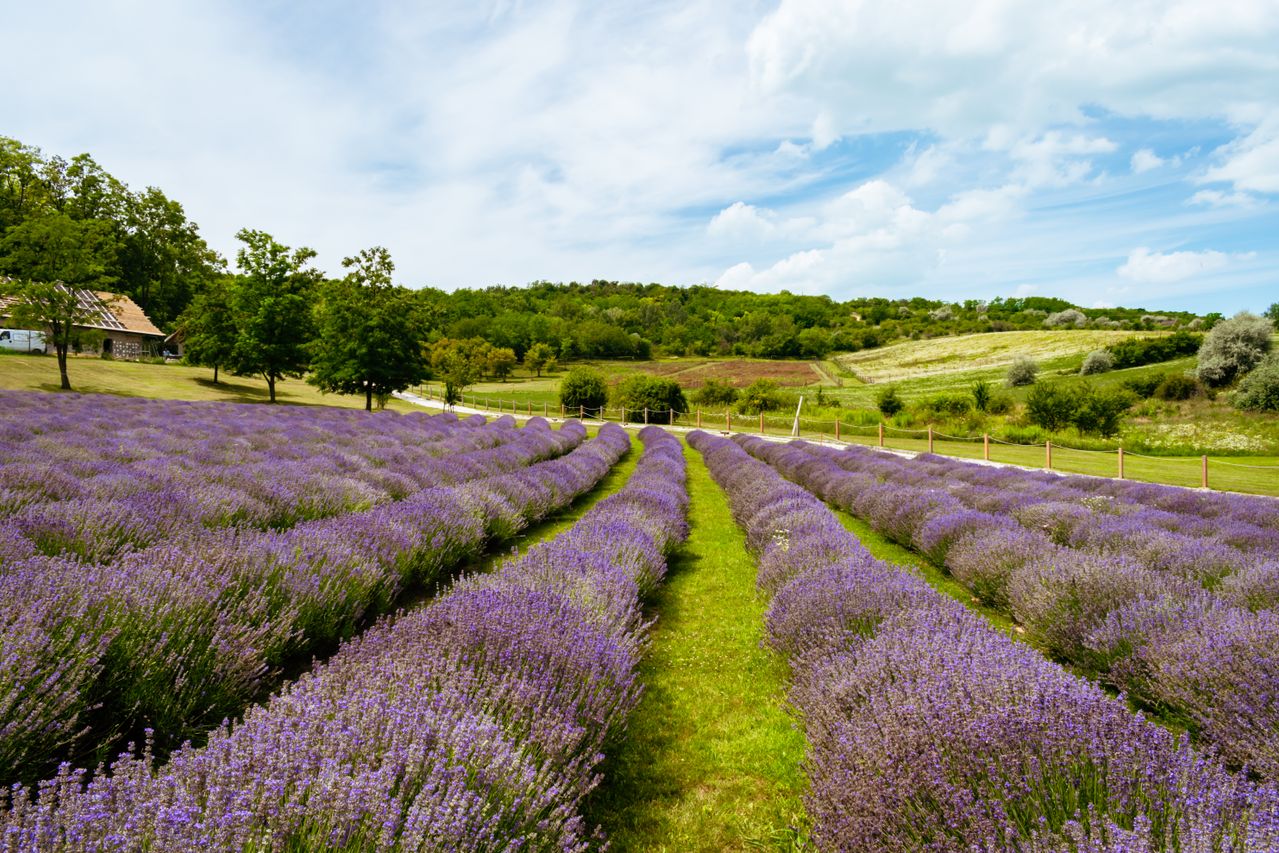 Saltbox Lavender Farm