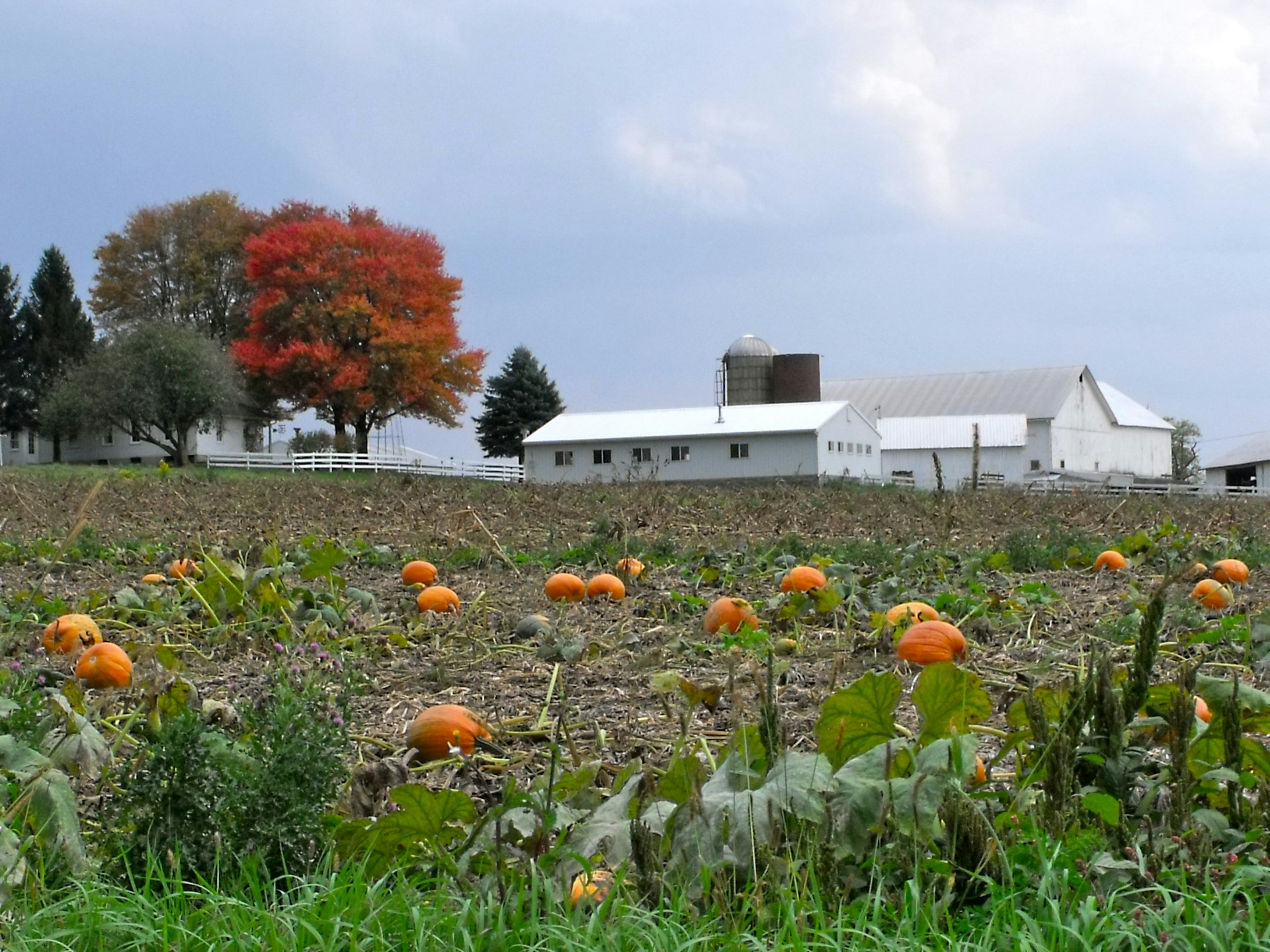 Amish Farm and House