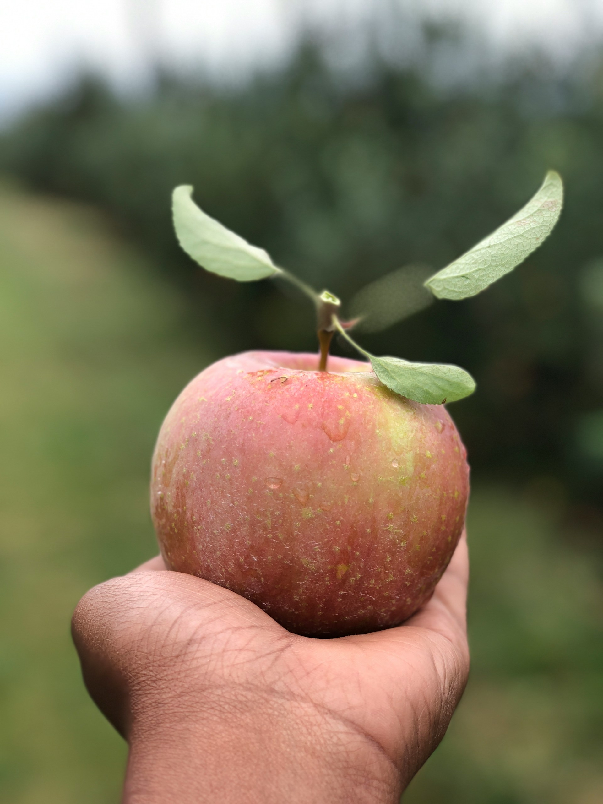 Peck Farm Orchard