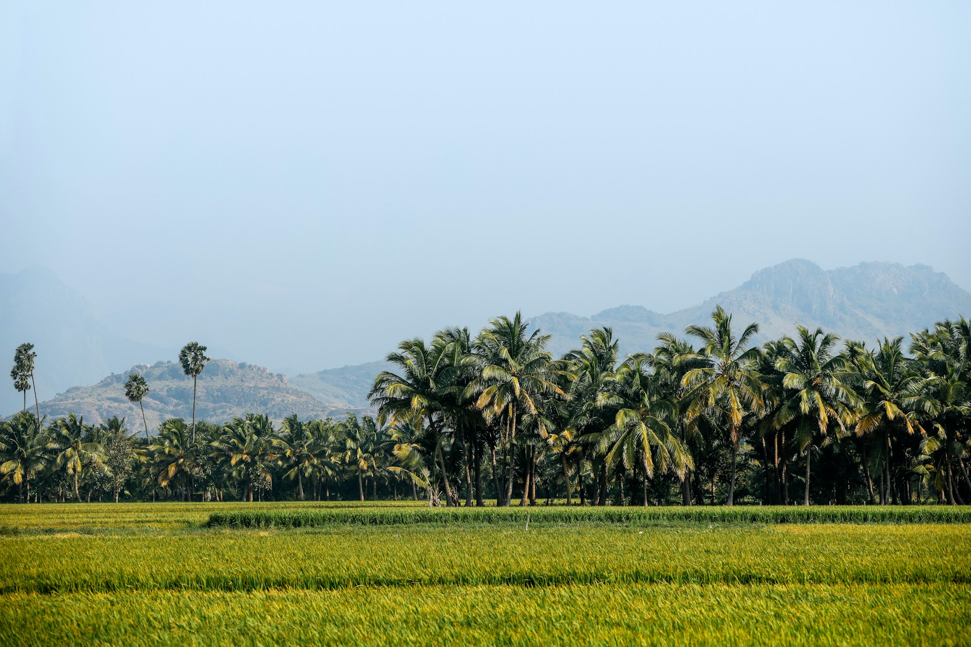 Kōkua Learning Farm