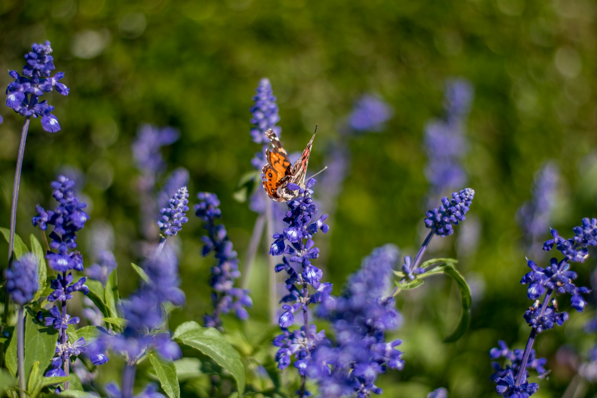 Moore Manor Lavender