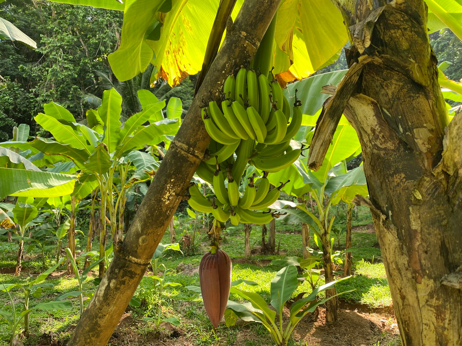 La Kahea Community Farm