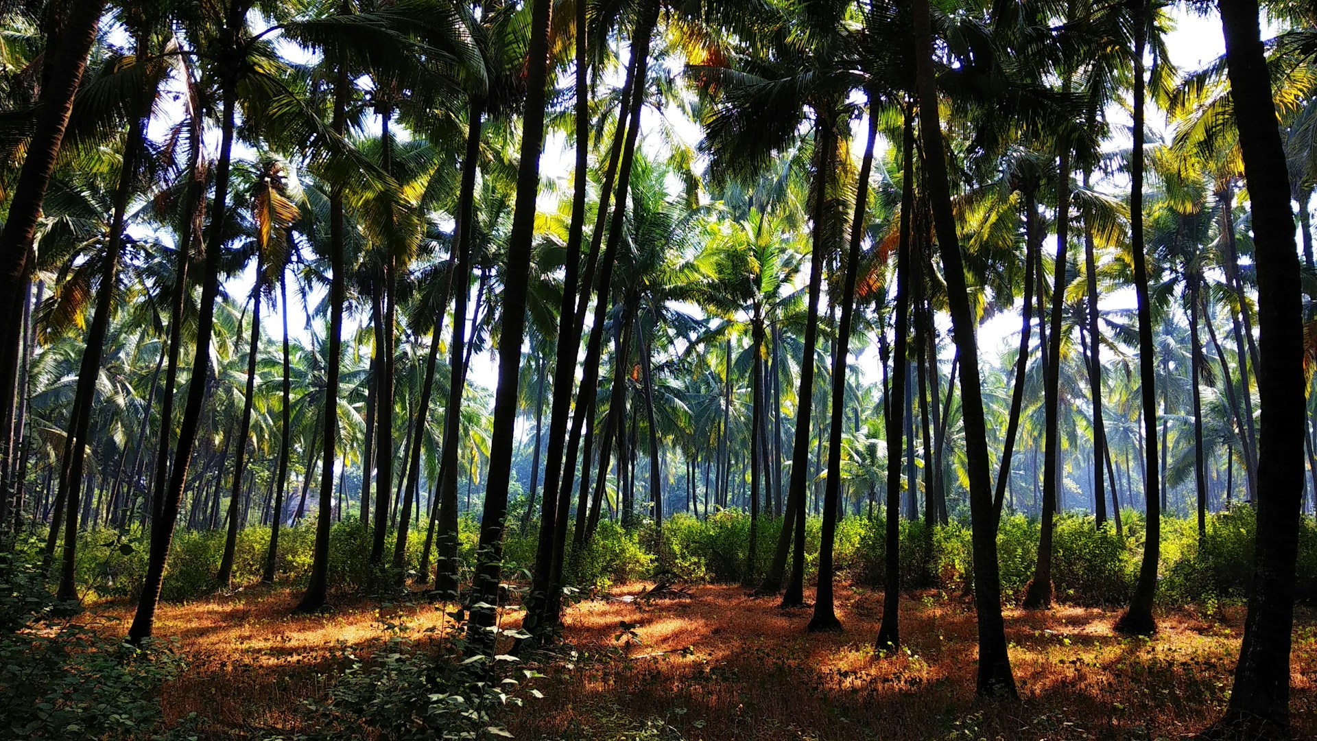 Coconut Information Farm