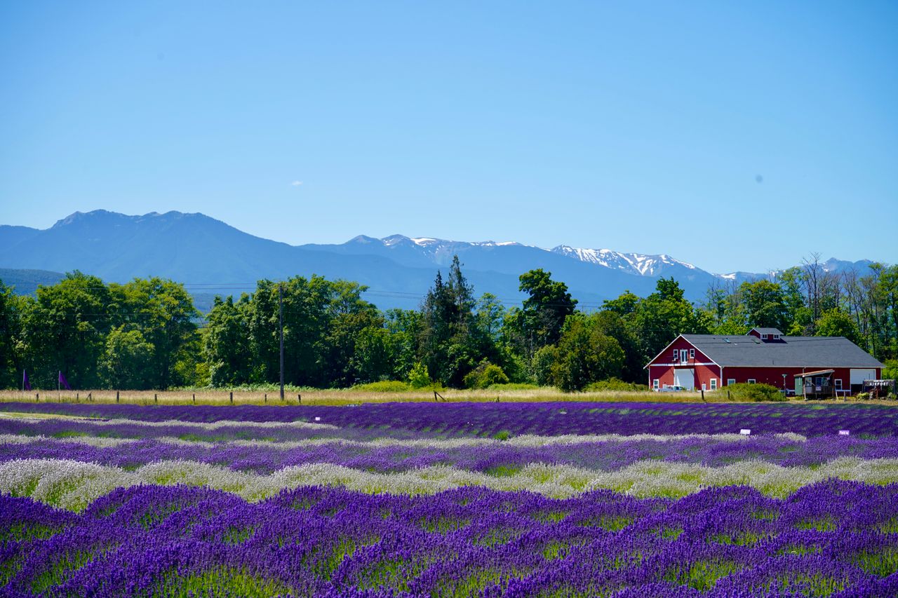 Imagination Lavender Farm