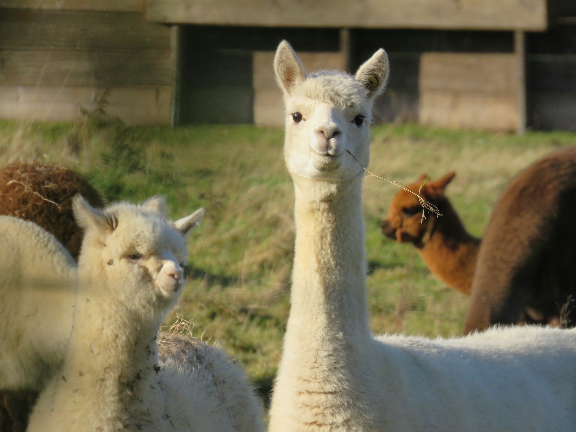 The Silo House At Laughing Llama Farm