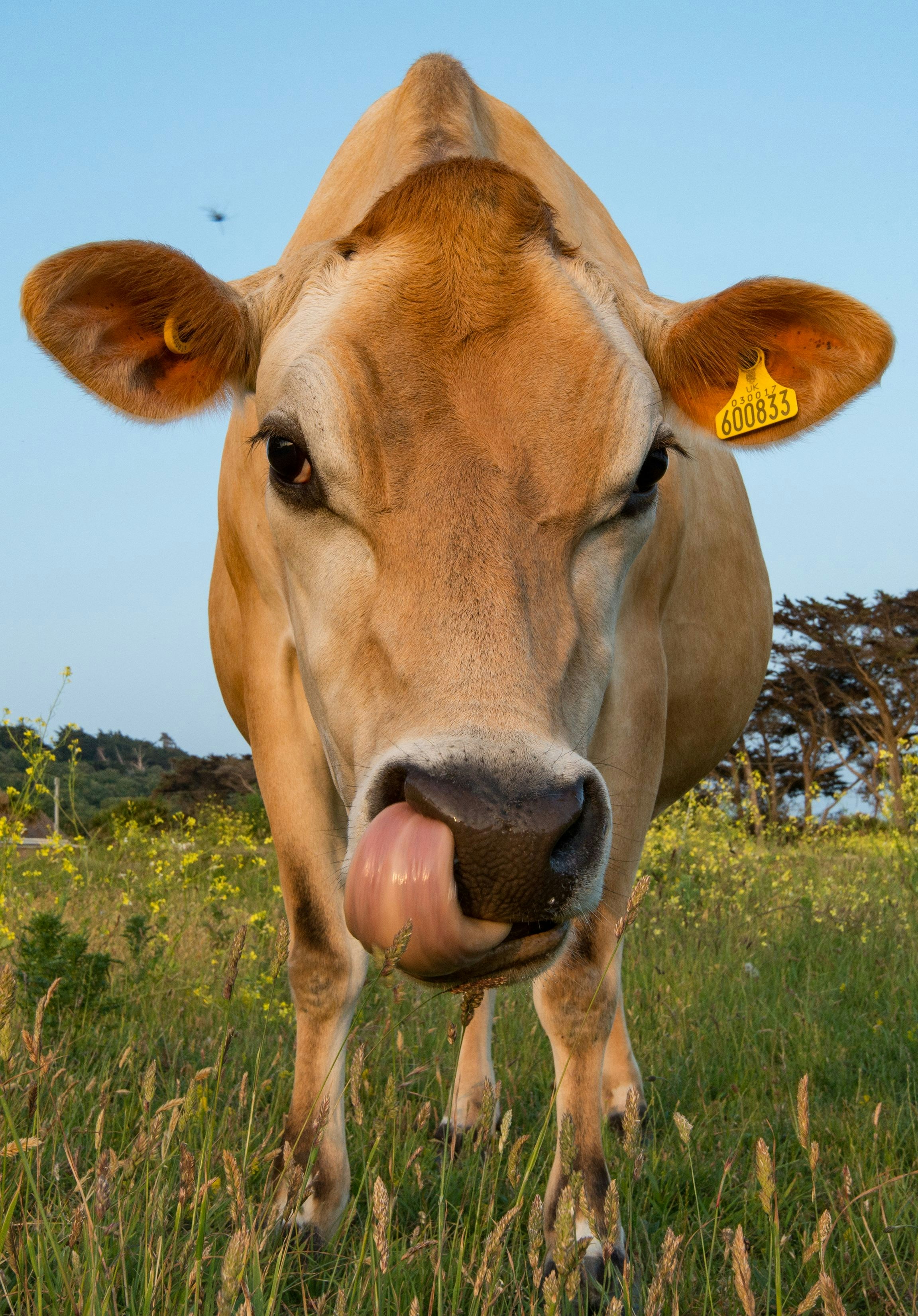 North Meadow Farm photo 2