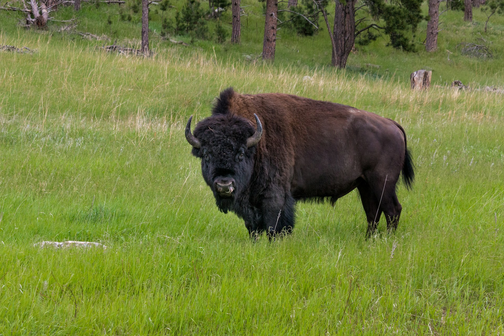 Sunset Hills Bison Ranch